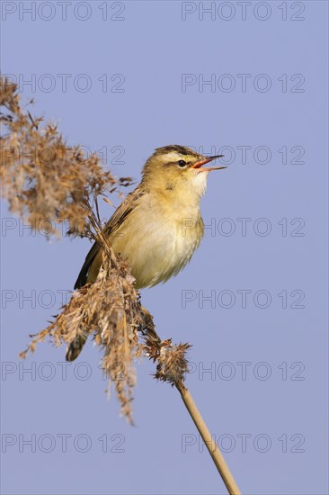 Sedge warbler (Acrocephalus schoenobaenus) on the Ansitzwarte at the reeds in the Ochsenmoor