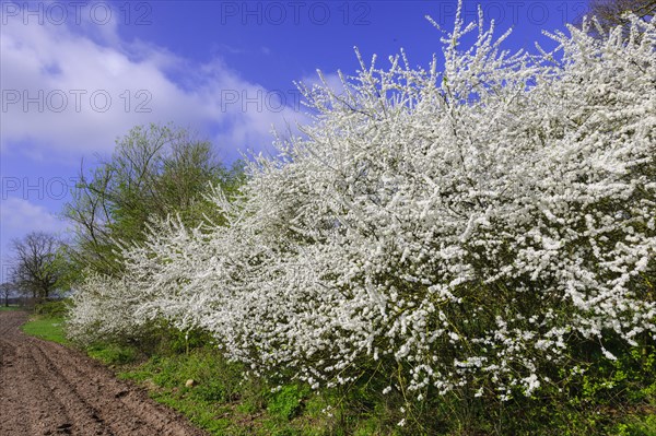 Flowering sloe hedge in spring