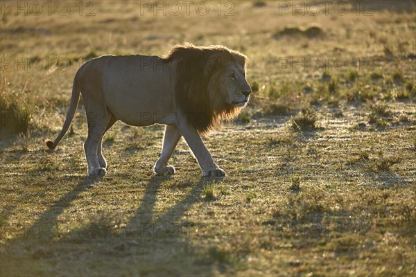 Lion (Panthera leo) at sunrise in the grass savannah