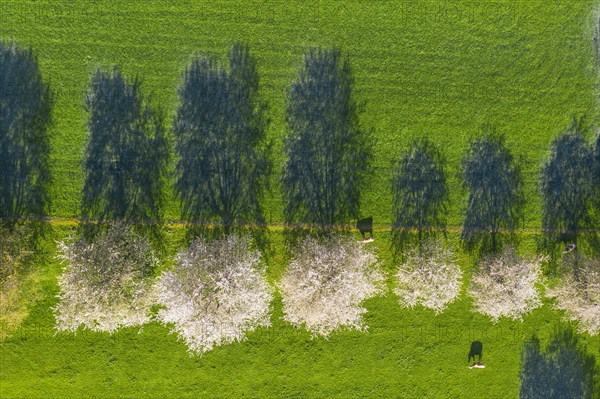 Flowering cherry trees and cows in a meadow from above