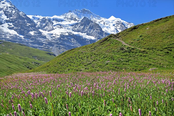 Mountain meadow with meadow knotweed on Kleine Scheidegg in front of the Jungfrau-Massif