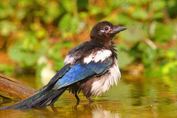 European magpie (Pica pica )