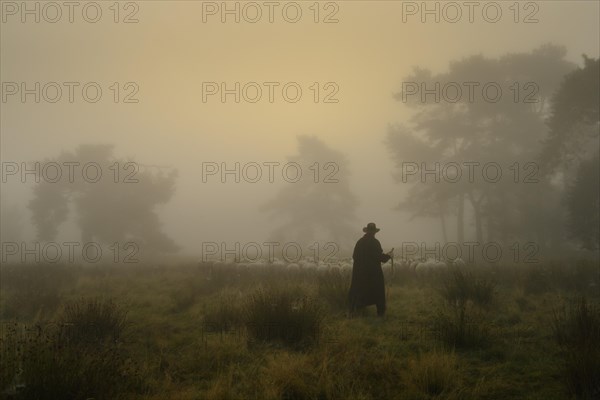 Shepherd with a flock of sheep in the heath at the Thuelsfeld dam at sunrise in the fog