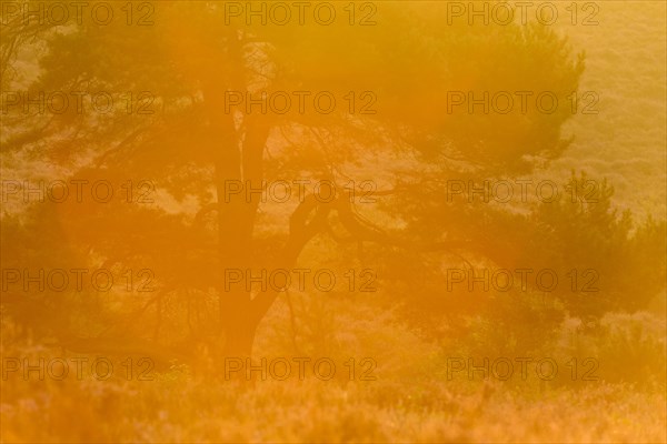 Pine in back light at sunrise in a heath landscape to blossom