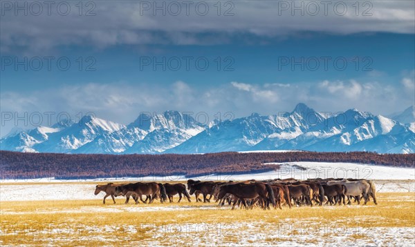 Horses in Darkhad depression and Khoridol saridag mountain range. Khuvsgul province. Mongolia