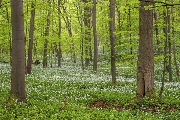 Beech forest with flowering Ramsons (Allium ursinum)