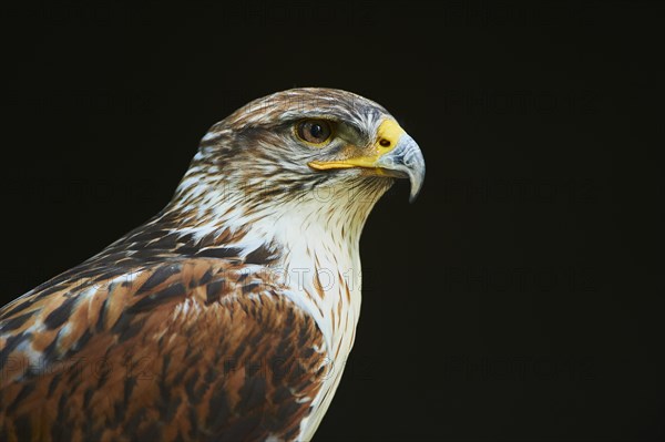 Long-legged Buzzard (Buteo rufinus )