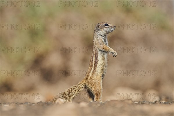 Barbary ground squirrel (Atlantoxerus getulus ) is on lookout