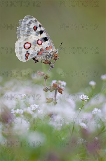 Apollo (parnassius apollo) sitting on white flower