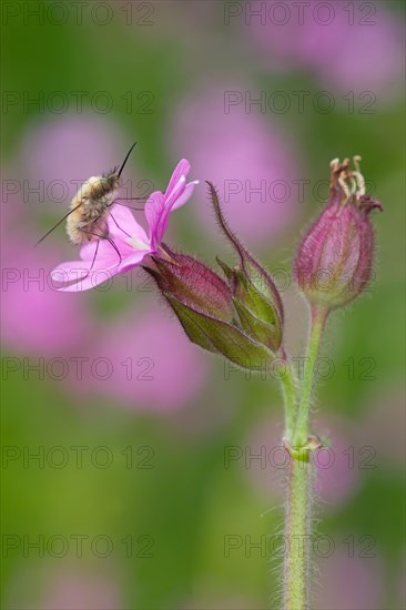 Bee fly (Bombyliidae) sitting on stone carnation