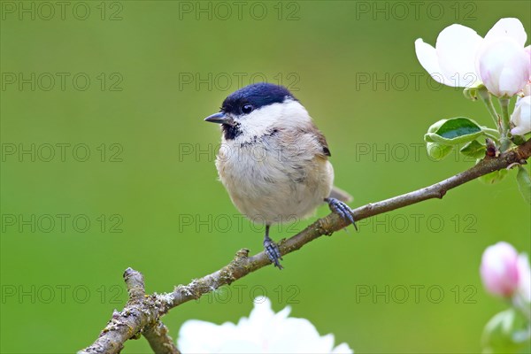 Marsh tit (Parus palustris) sitting on a flowering apple branch