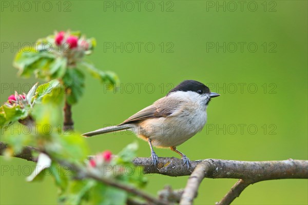 Marsh tit (Parus palustris) on flowering apple branch