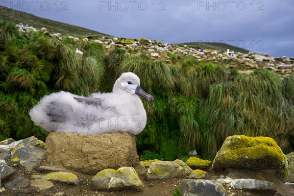 Black-browed Albatross (Thalassarche melanophris) chick on its nest