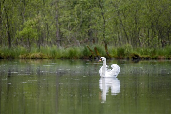 Mute swan (Cygnus olor)