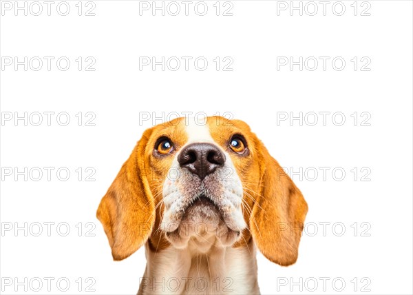 Beagle with pleading look