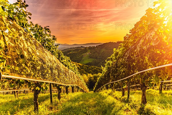 Vines on vineyard in the evening red