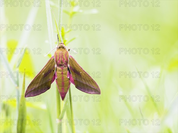 Elephant hawk-moth (Deilephila elpenor)