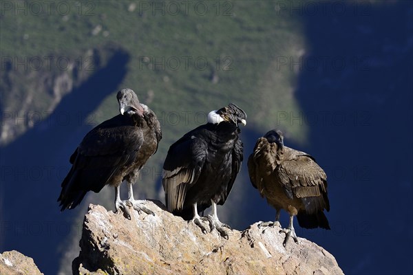 Andean condors (Vultur gryphus) sitting on a rock