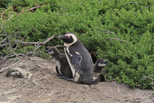 African penguin (Spheniscus demersus)