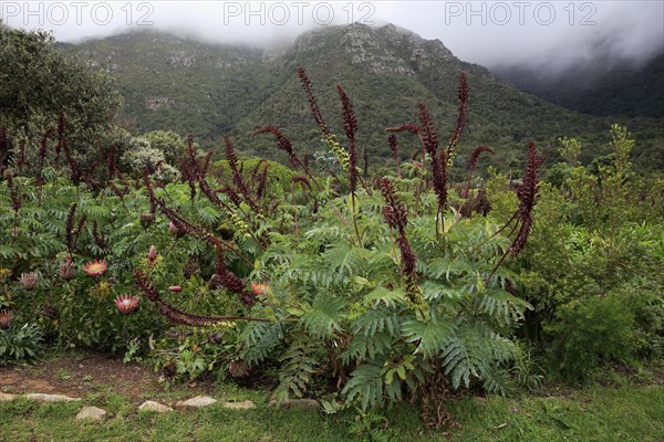 Giant honey flower (Melianthus major )