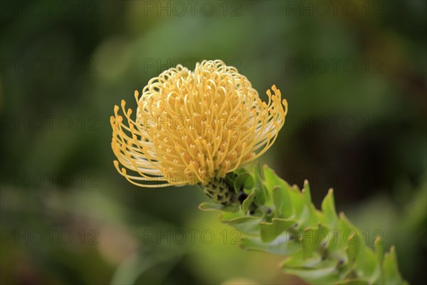 Pincushion protea