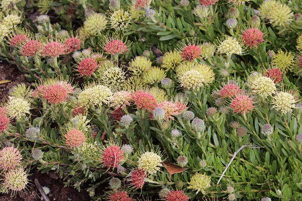 Pincuspid protea