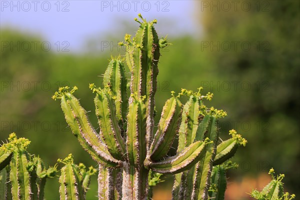 Spurge (Euphorbia pentagona )