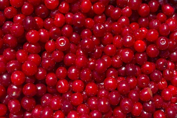 Freshly picked sour cherries