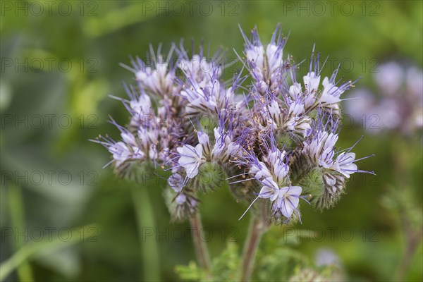 Flower of a Lacy Phacelia (Phacelia tanacetifolia)