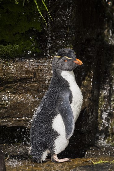 Rockhopper Penguin (Eudyptes chrysocome) cleans its plumage at a fresh water site