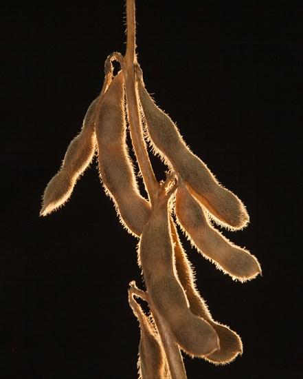 Mature Soybean ready to Harvest near Luis Eduardo Magalhaes