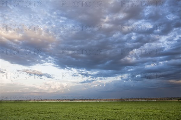 Soybean Crops at sunset near Luis Eduardo Mahalhaes