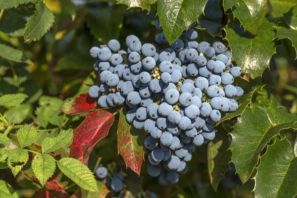 Berries of a mahonia (Mahonia aquifolium)