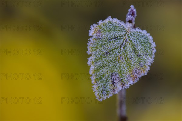 Autumnally colored leaf of the blackberry (Rubus) with hoarfrost
