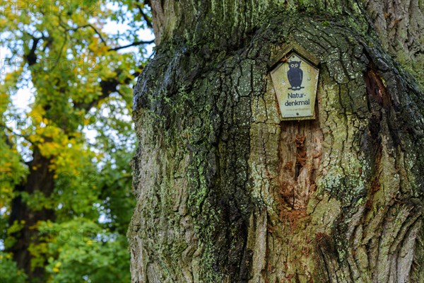Oak in Luettenhagen in the Mueritz National Park