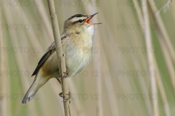 Sedge warbler (Acrocephalus schoenobaenus) on the Ansitzwarte at the reeds in the Ochsenmoor