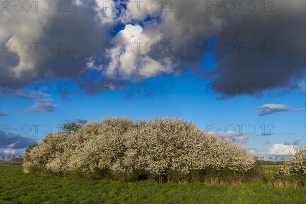 Cloud formation over a blooming sloe hedge in spring