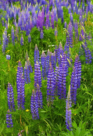 Lupines