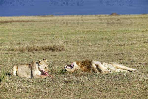 Lioness and (Panthera leo) with remains of prey