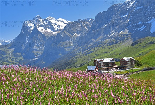 Kleine Scheidegg with Wetterhorn and mountain meadow with meadow knotweed