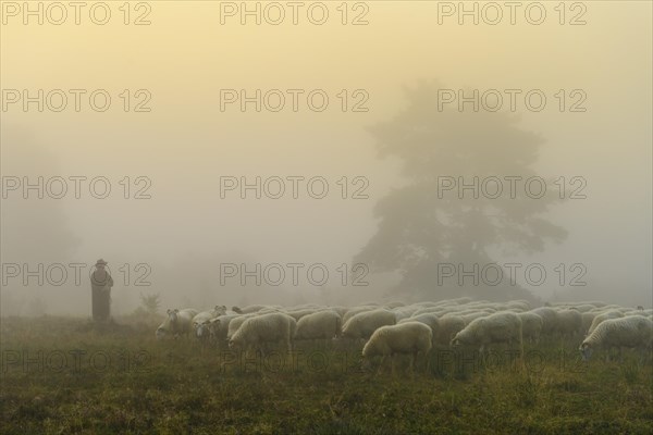 Shepherd with a flock of sheep in the heath at the Thuelsfeld dam at sunrise