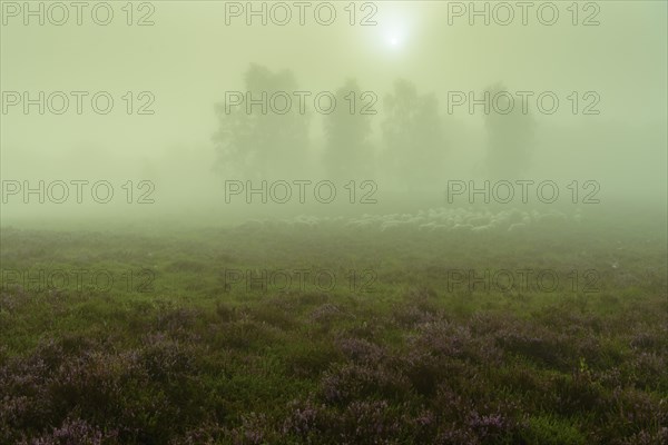 Shepherd with a flock of sheep in the heath at the Thuelsfeld dam at sunrise in the fog