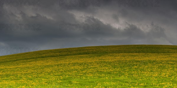 Flowering meadow (Taraxacum) with rain clouds