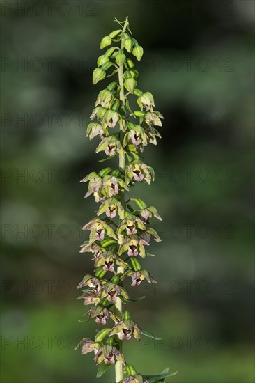 Broad-leaved helleborine (Epipactis helleborine) inflorescence