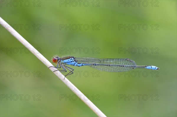 Small Red-eyed Damselfly (Erythromma viridulum )