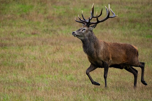 Showing off of red deer (Cervus elaphus)