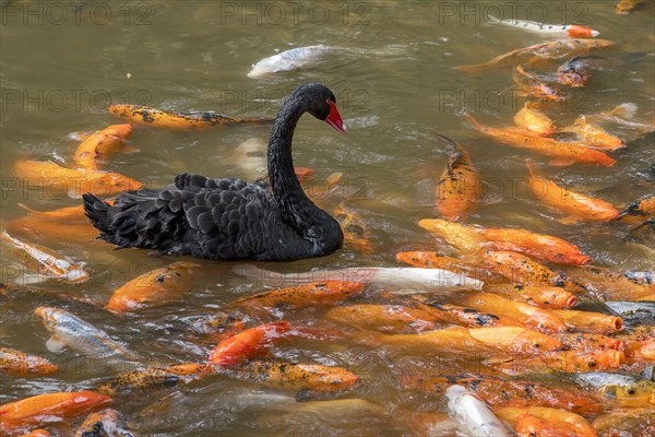 Young swan with Koi carp (Nishikigoi)