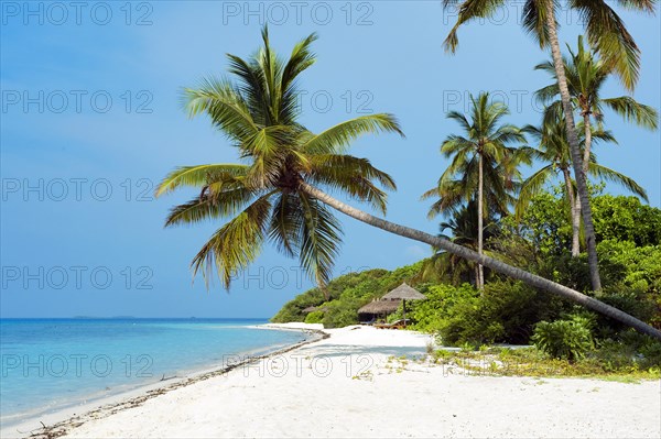 Beach with sloping (Cocos nucifera)