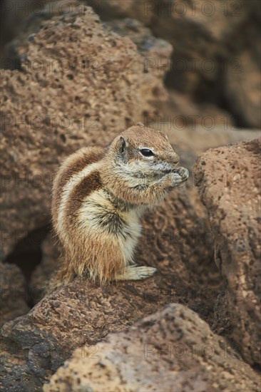 Barbary ground squirrel (Atlantoxerus getulus ) eating