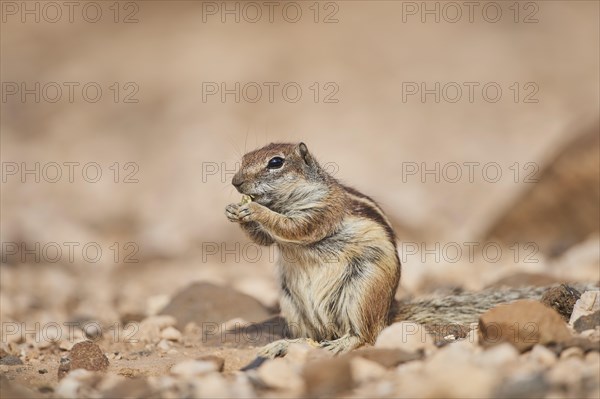 Barbary ground squirrel (Atlantoxerus getulus ) eating